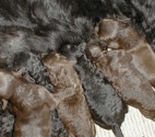 pwd pups of 3 days 