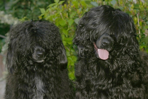 COCO   e ULISSE do LUSIADAS  pluri campioni