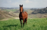 floari, my horse