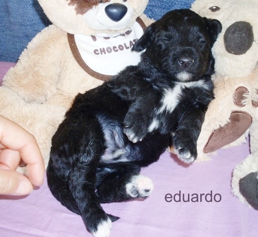 eduardo