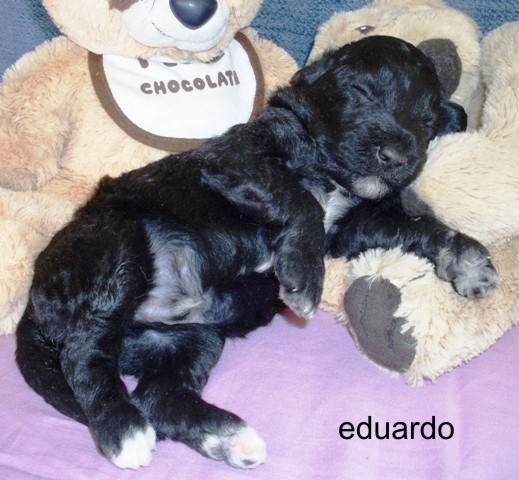 eduardo