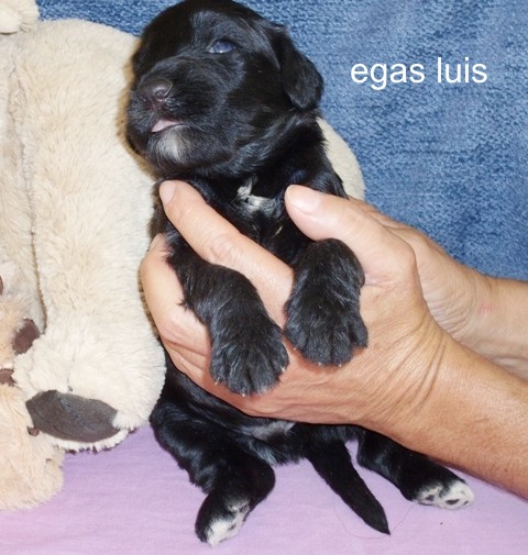 egas luis