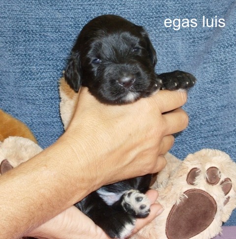 egas luis