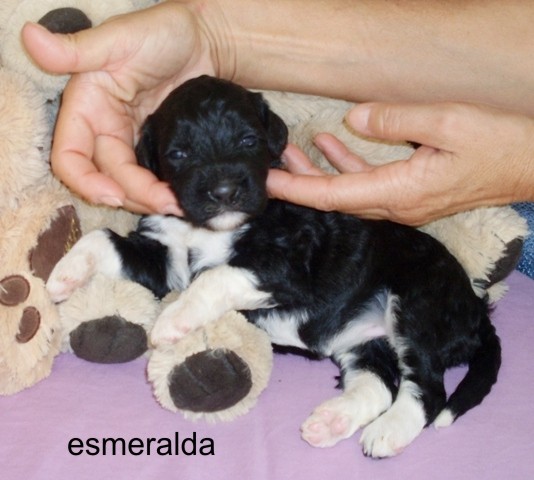 esmeralda