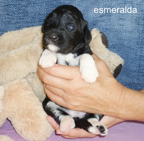 esmeralda