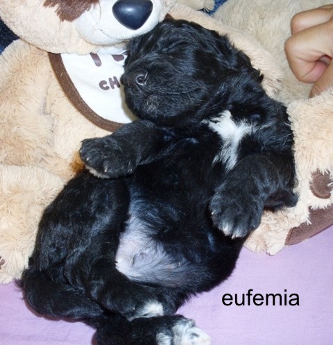 eufemia